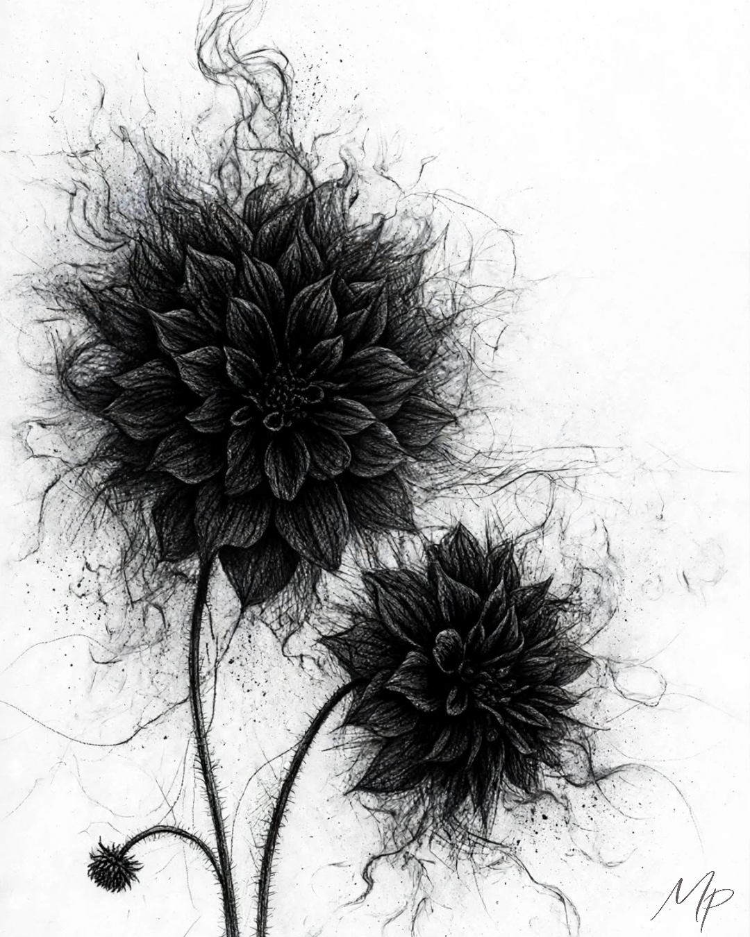 Les Dahlias
