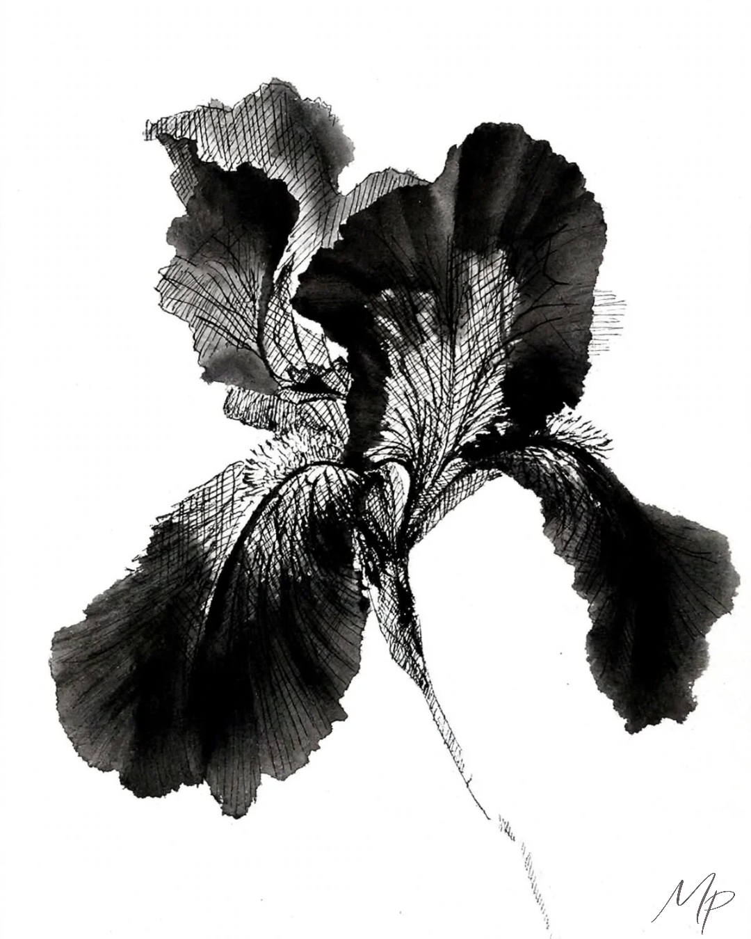 L'Iris