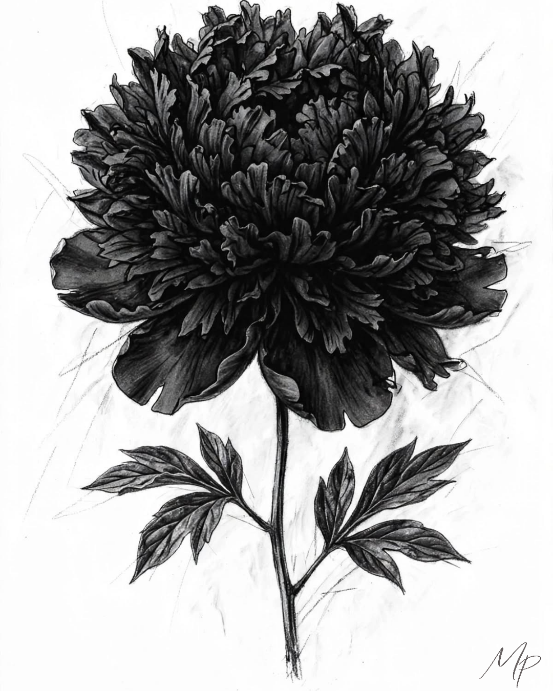 La Pivoine Noire